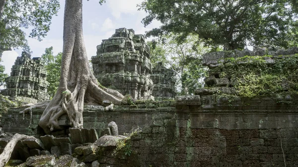 Riesige Baumwurzeln Bedecken Prom Tempel Siem Ernten Kambodscha Wahrzeichen Siem — Stockfoto