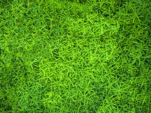 夏緑の草の背景 — ストック写真