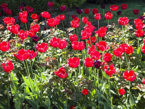 Flores de tulipas vermelhas florescendo em um jardim — Fotografia de Stock