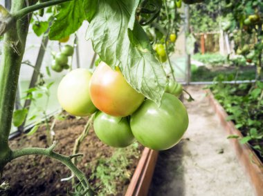 domates ve salatalık sera içinde