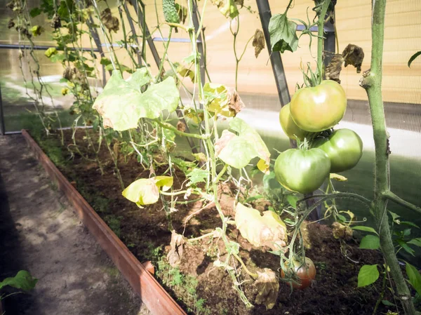 Pomodori e cetrioli in serra — Foto Stock