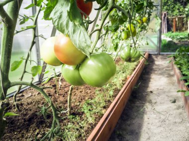 domates ve salatalık sera içinde