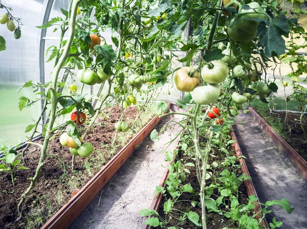 Rajčat a okurek ve skleníku — Stock fotografie