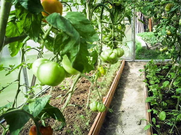 Pomodori e cetrioli in serra — Foto Stock