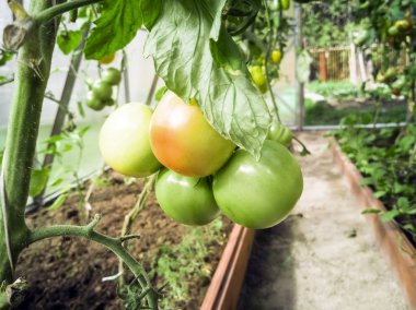 domates ve salatalık sera içinde