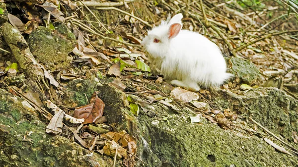 Дикий белый кролик, Таиланд — стоковое фото