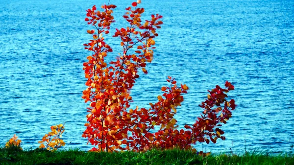 Hojas rojas y amarillas, otoño —  Fotos de Stock