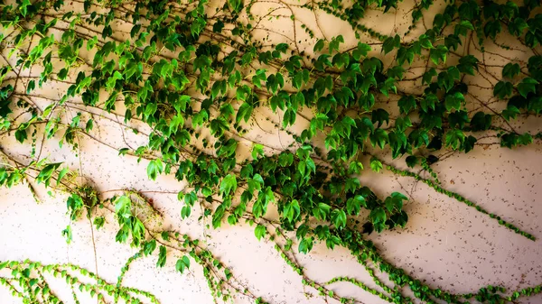 wall and Green leaves