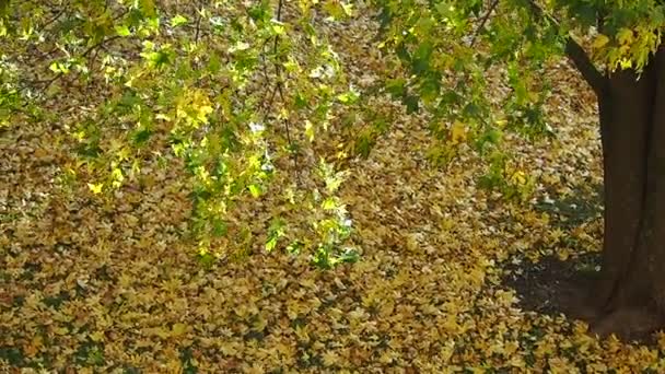 Hermosos árboles de otoño, árbol de arce — Vídeo de stock