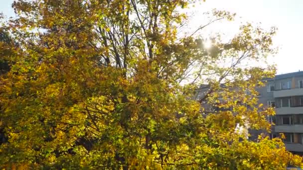 Smukke efterårstræer, ahorntræ – Stock-video