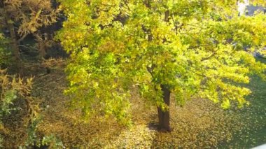 Güzel sonbahar ağaçlar, akça ağaç