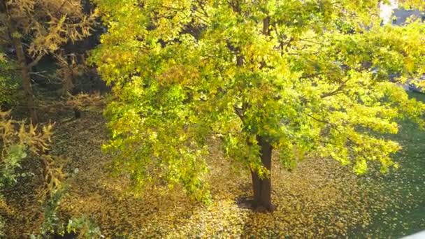 Красивые осенние деревья, клен — стоковое видео