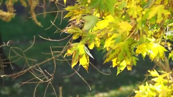 Schöne Herbstbäume, Ahornbaum — Stockvideo