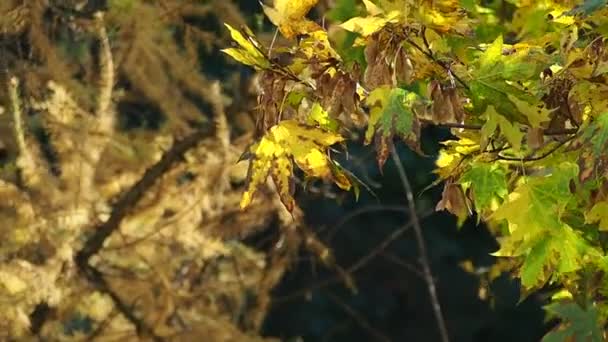 Belas árvores de outono, árvore de bordo — Vídeo de Stock