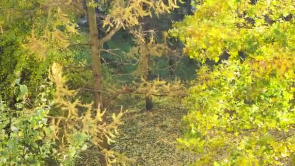 Belas árvores de outono, bordo — Vídeo de Stock