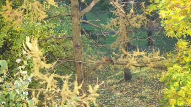 Gyönyörű őszi fák, juhar — Stock videók