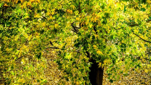 Seasonal autumn background of colorful leaves. — Stock Photo, Image