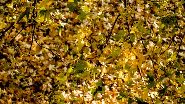 Сезонний осінній фон з різнокольорових листя . — стокове фото