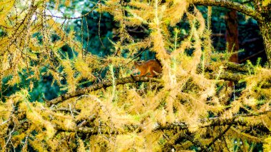 Kırmızı Avrasya sincap, sonbahar orman.