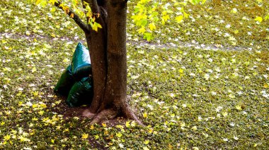 Grup solmuş yaprakların