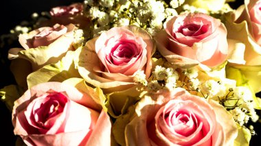 Sisteki Sarı Krizantem