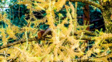 Kırmızı Avrasya sincap, sonbahar orman.