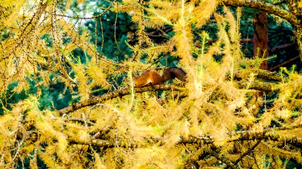Czerwona wiewiórka Eurazji, jesienny Las. — Zdjęcie stockowe