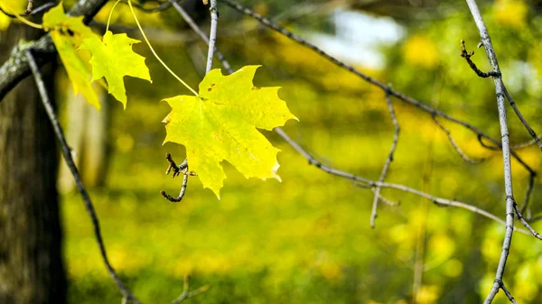 Empty Peaceful Park, Close up of yellow maple leaves — Stock Photo, Image