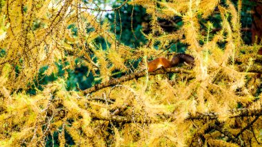 Kırmızı Avrasya sincap, sonbahar orman.