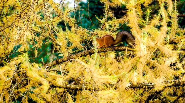 Rotes Eurasisches Eichhörnchen Sitzt Auf Einem Fichtenzweig Herbstwald Und Frisst — Stockfoto