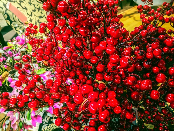 Rowan rojo y ramas de abeto — Foto de Stock