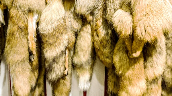 Kızıl Tilki closeup kürkler.