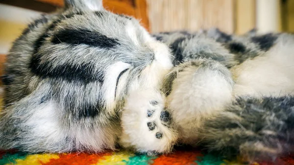 Grå randig purebred katt nära fönstret — Stockfoto