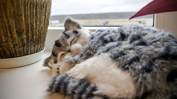 Grijs gestreepte rasechte kat in de buurt van het venster — Stockfoto