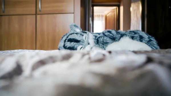 Gray Striped purebred cat on the bed