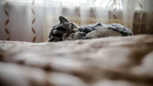 Szare paski rasowe zwierzę Kot na łóżku — Zdjęcie stockowe