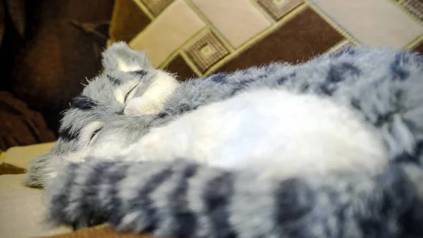 Grijs gestreepte rasechte kat op het bed — Stockfoto