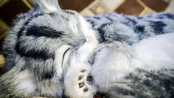 Γκρι ριγέ καθαρόαιμος γάτα στο κρεβάτι — Φωτογραφία Αρχείου