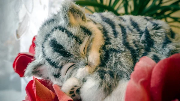 창문 가까이 회색 줄무늬 순종 고양이 — 스톡 사진