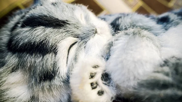 Gray Striped purebred cat on the bed — Stock Photo, Image