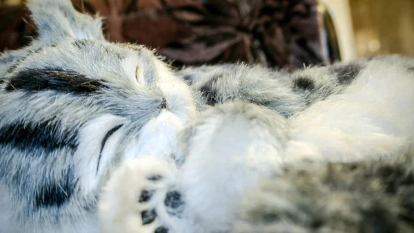 Серый полосатый чистокровный кот на кровати — стоковое фото
