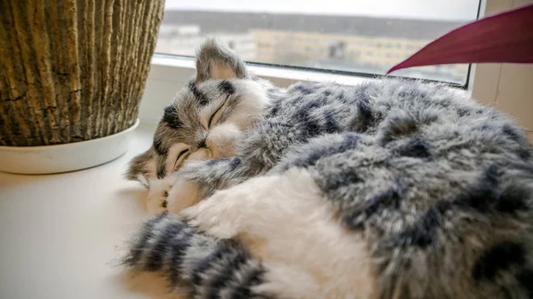 Grijs gestreepte rasechte kat in de buurt van het venster — Stockfoto