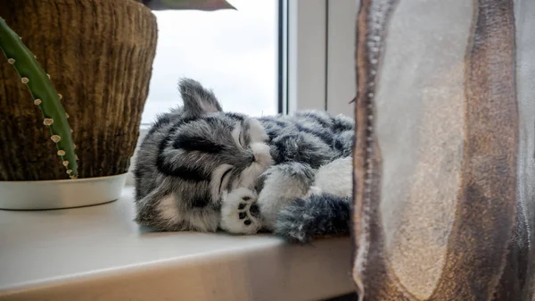 Chat gris rayé de race pure près de la fenêtre — Photo