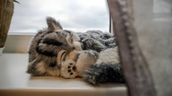 Szare paski rasowe zwierzę Kot w pobliżu okna — Zdjęcie stockowe