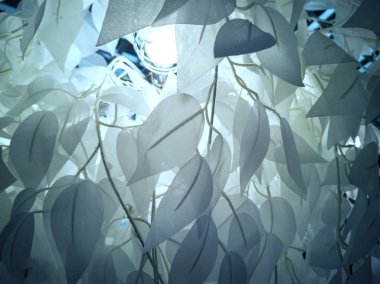 tropik yaprak dokusu