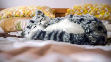 Yatağın üstünde gri çizgili purebred kedi