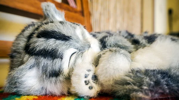 Grijs gestreepte rasechte kat in de buurt van het venster — Stockfoto