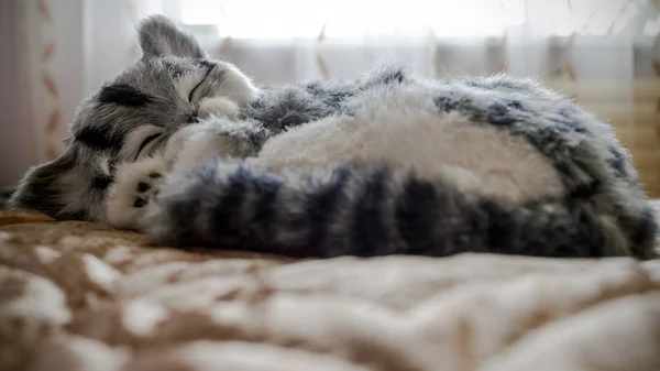 Szare paski rasowe zwierzę Kot na łóżku — Zdjęcie stockowe