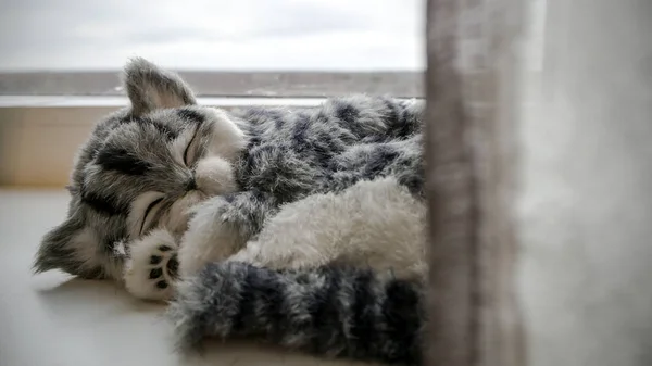 Grijs gestreepte rasechte kat in de buurt van het venster — Stockfoto