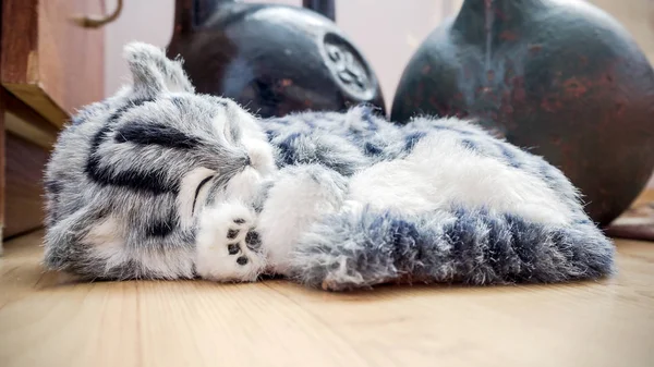 Gray Striped purebred cat on the floor — Stock Photo, Image